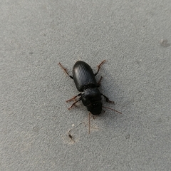 Harpalina