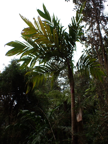 Image of Geonoma undata by (c) Sylvain Eichhorn, some rights reserved (CC BY)