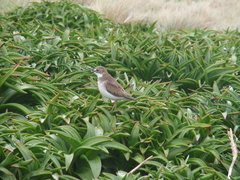 Charadrius bicinctus exilis