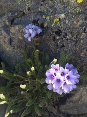 Polemonium eximium