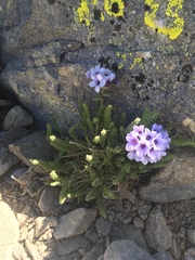 Polemonium eximium