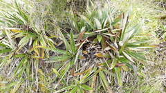 Celmisia spectabilis magnifica