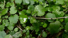 Brachyglottis sciadophila