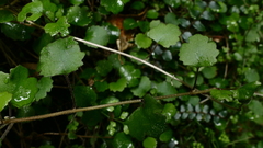 Brachyglottis sciadophila