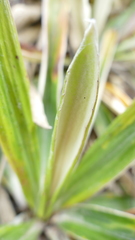 Celmisia spectabilis magnifica