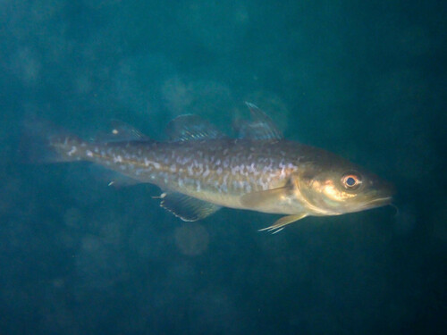 Greenland Cod