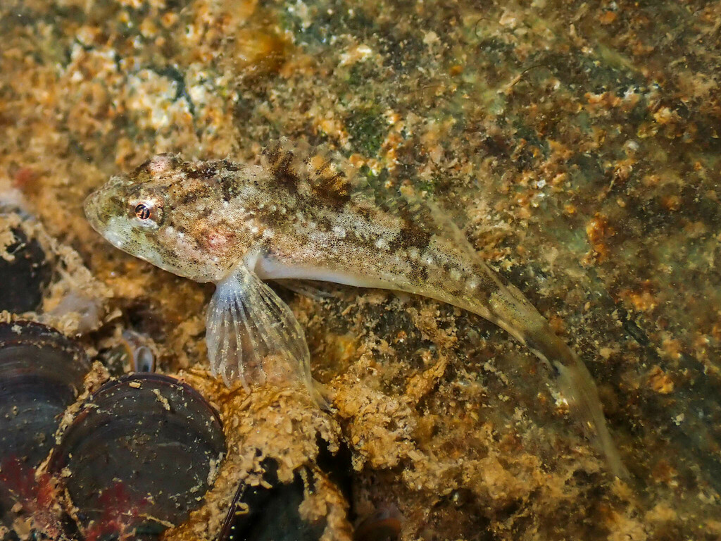 Shorthorn Sculpins