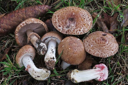 Agaricus sylvaticus Schaeff.