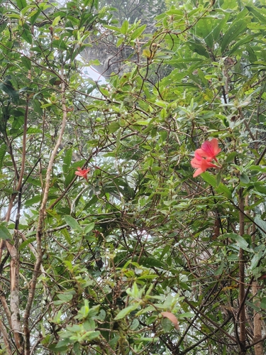 Image of Rhododendron simsii by (c) Sophia Lee, some rights reserved (CC BY)