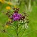 Smooth Ironweed - Photo (c) Joshua Mayer, some rights reserved (CC BY-SA)