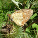 Argynnis adippe cleodoxa - Photo (c) Roberto Sindaco, some rights reserved (CC BY-NC-SA), uploaded by Roberto Sindaco