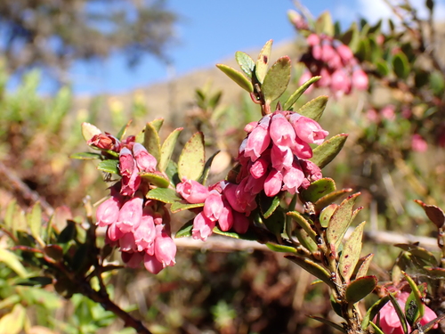 Image of Vaccinium floribundum by (c) Sylvain Eichhorn, some rights reserved (CC BY)