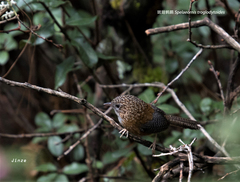 Spelaeornis troglodytoides