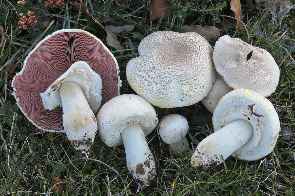 Agaricus iodosmus