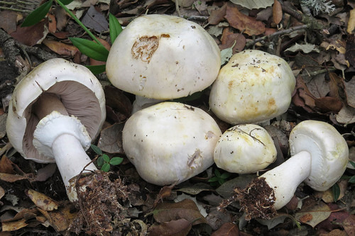 Agaricus sylvicola (Vittad.) Peck