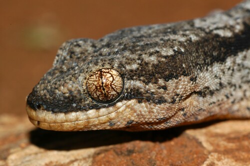 Muller's Velvet Gecko, Homopholis mulleri