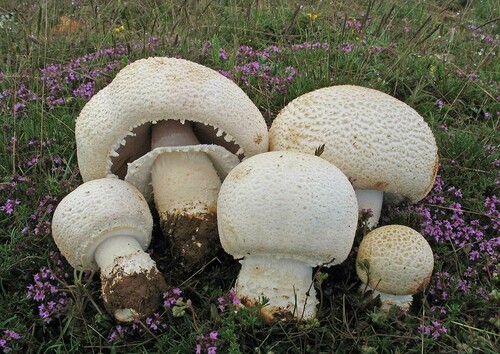 Agaricus crocodilinus Murrill