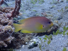 Pomacentrus amboinensis