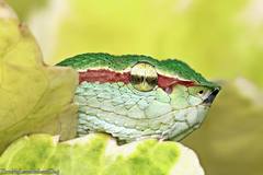 Wagler's Palm Viper photo 4