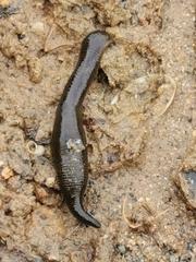 Haemopis sanguisuga