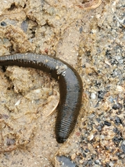 Haemopis sanguisuga
