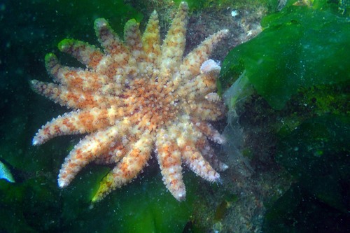 Sunflower Sea Star, photo 6 of 10