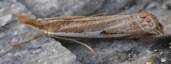 Crambus hamella