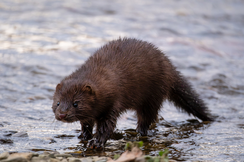 American Mink