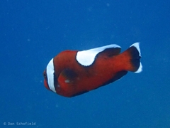 Amphiprion polymnus