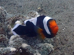 Amphiprion polymnus