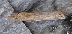 Crambus hamella