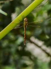 Anaciaeschna jaspidea