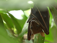 Cynopterus sphinx