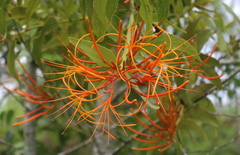 Psittacanthus schiedeanus