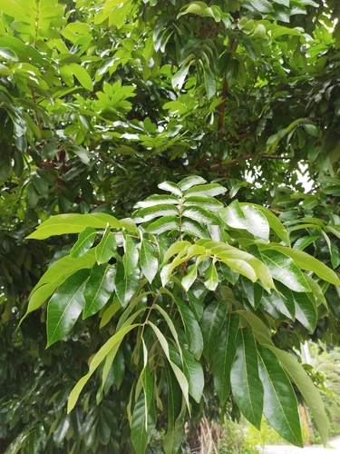 Dimocarpus longan