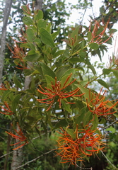 Psittacanthus schiedeanus