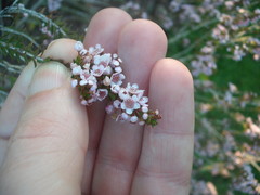 Thryptomene