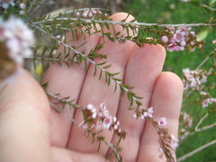 Thryptomene