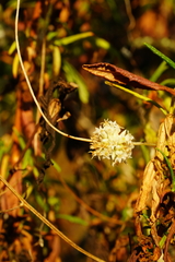 Cuscuta subinclusa