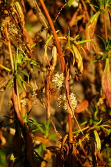Cuscuta subinclusa