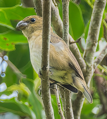 Temminck's Seedeater photo 3