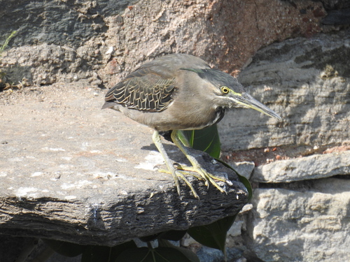 Little Heron