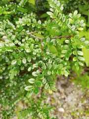 Zanthoxylum beecheyanum