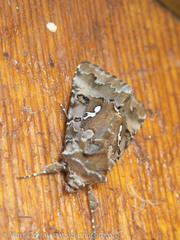 Autographa corusca