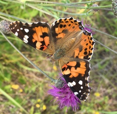 Vanessa cardui