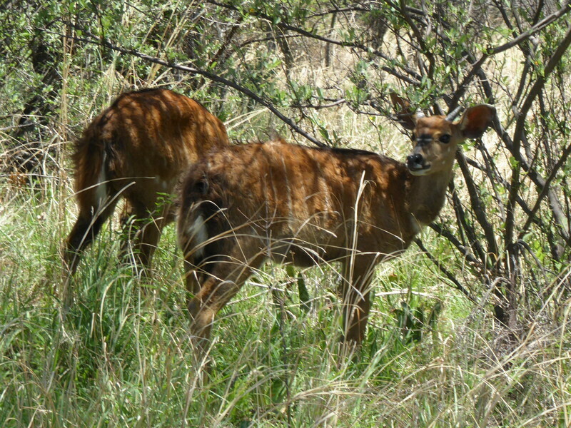 Nyala (Tragelaphus angasii)