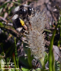 Salix petrophila