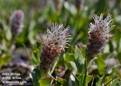 Salix petrophila