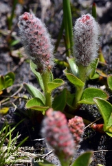 Salix petrophila