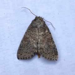 Parastichtis suspecta